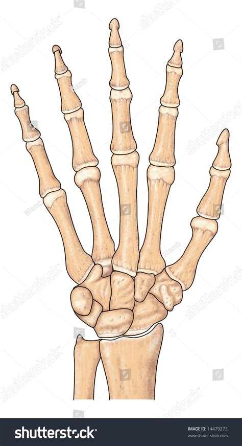 Human Hand Bones Stock Photo 14479273 : Shutterstock