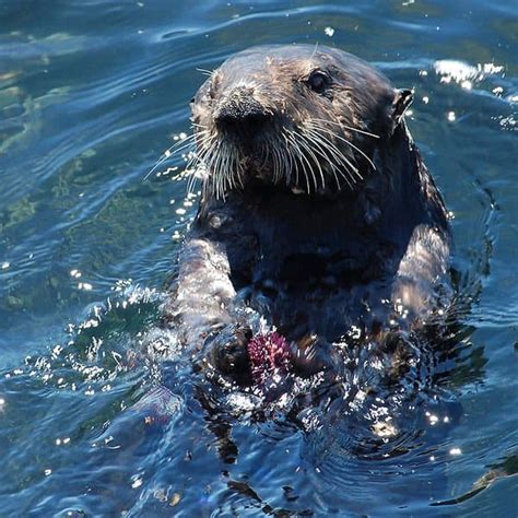 Picture 3 of 9 - Sea Otter (Enhydra Lutris) Pictures & Images - Animals ...