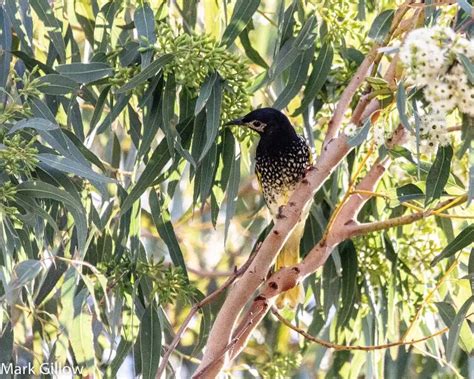 Regent honeyeater - Facts, Diet, Habitat & Pictures on Animalia.bio