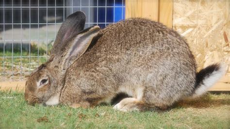 Flemish Giant Rabbit