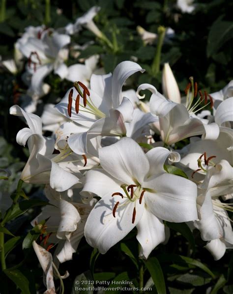 Wonderful White Lilies :: Beautiful Flower Pictures Blog