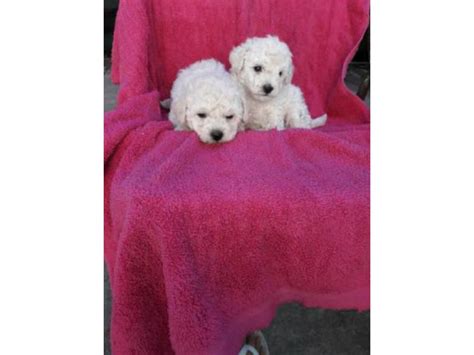 2 beautiful male Maltese Poodle mix puppies Union City - Puppies for ...