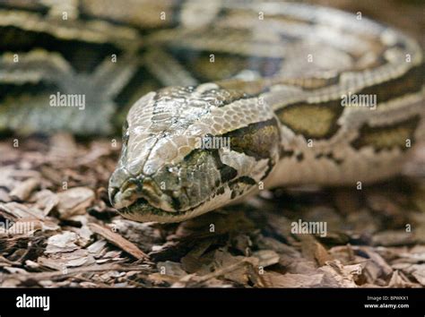 Burmese Python (python molurus bivittatus Stock Photo - Alamy