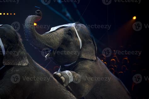 circus elephant show 20347328 Stock Photo at Vecteezy