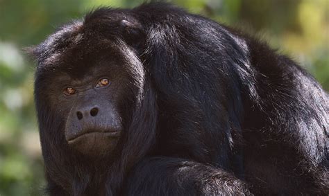 Black Howler Monkey - Los Angeles Zoo and Botanical Gardens