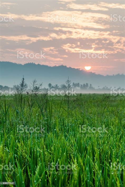 Paddy Field At Sunrise In Perlis Stock Photo - Download Image Now ...