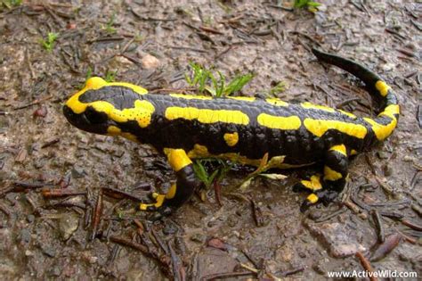 Fire Salamander Facts For Kids & Adults: Pictures, Information & Video