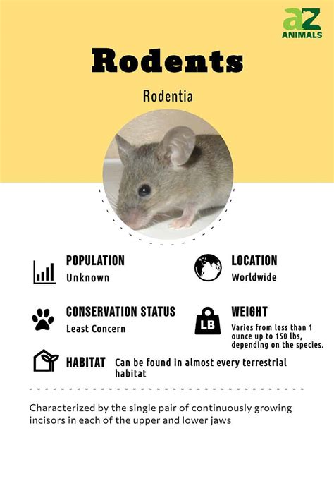 Rodents - A-Z Animals