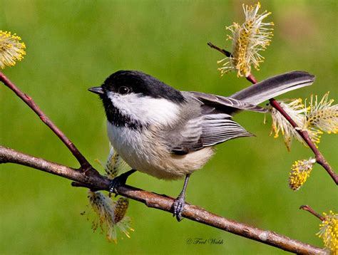 fred walsh photos: Black Capped Chickadee