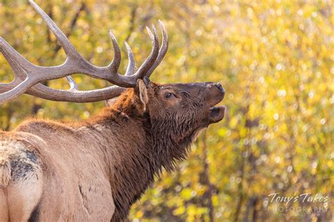 Bugling Elk bull in the fall foliage | Tony's Takes Photography