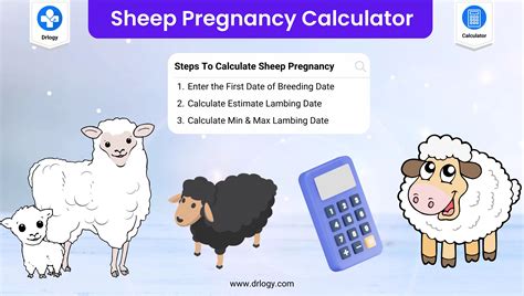 Buffalo Gestation Calculator | Buffalo Pregnancy Calculator - Drlogy