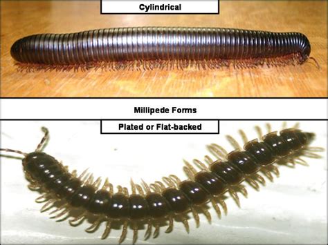 Millipede Larvae