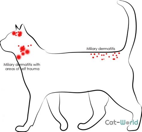 Flea Allergy Dermatitis in Cats - Cat-World