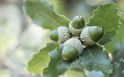 Branch Leaves Acorns Oak Nature wallpaper | 1680x1050 | #29553