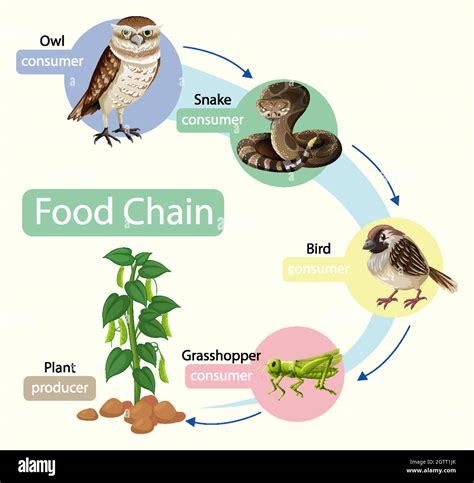 Food chain diagram concept Stock Vector Image & Art - Alamy