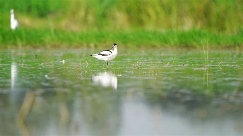 Pied Avocet Migration Birds in Thailand and Southeast Asia. Stock ...