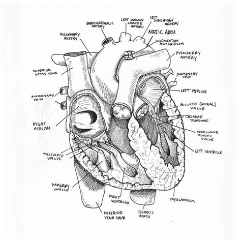 Heart Anatomy Drawing at GetDrawings | Free download