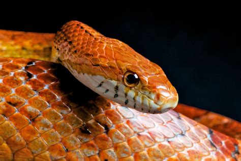 How to Care for Pet Corn Snakes: Tanks, Food, Shedding and More ...