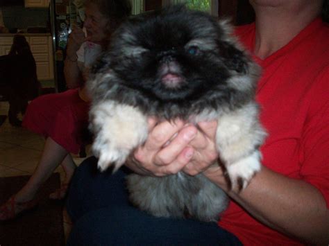 Must Love Pekes: POOKIE BEAR ADOPTED