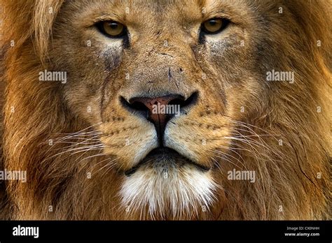 Close up portrait of male lions face Stock Photo: 50418749 - Alamy