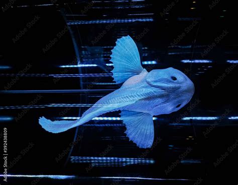 Small model of fish from Mariana Trench Stock Photo | Adobe Stock