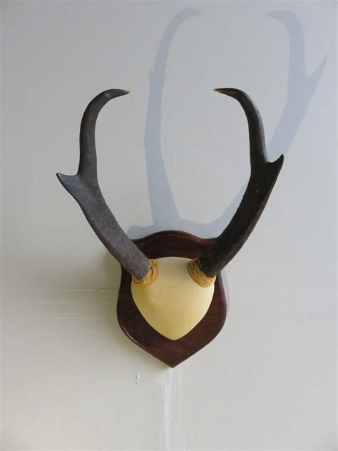 Pronghorn Antelope Horns on Plaque A-121P – Mounts For Sale