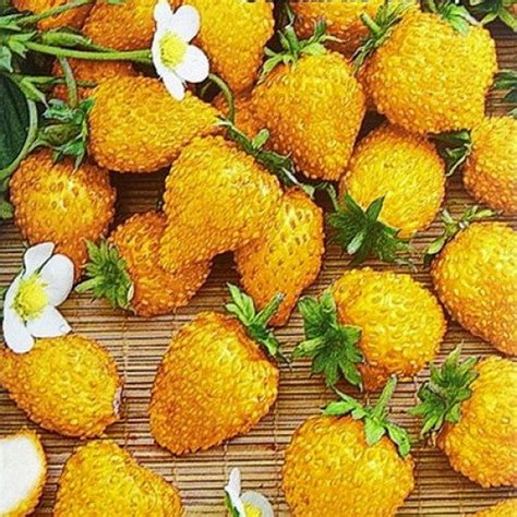 Strawberry Seeds Berries Seeds Yellow Miracle Heirloom Rare | Etsy