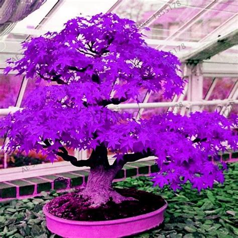 Top Purple Japanese Maple Bonsai Tree of all time The ultimate guide ...