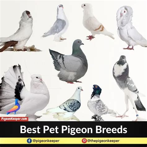 10 Pigeon Breeds That Make The Best Pets - Pigeon Keeper