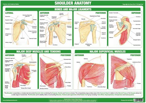 Shoulder Ligament Diagram