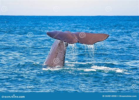 Sperm Whale Diving stock photo. Image of seal, wave - 269814908