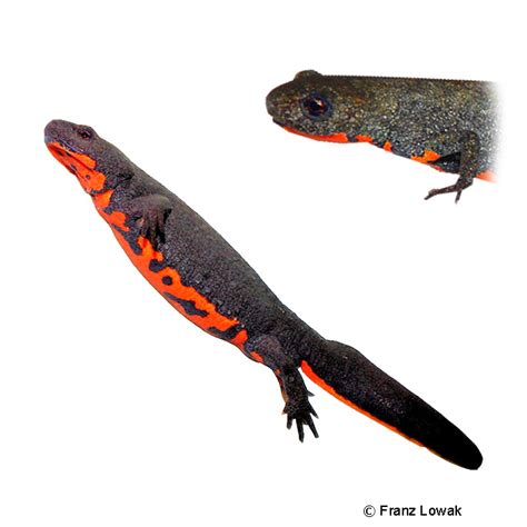 Japanese Fire-bellied Newt (Cynops pyrrhogaster) - Pet Wiki