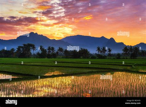 Beautiful sunrise over paddy field in Bogor Stock Photo - Alamy