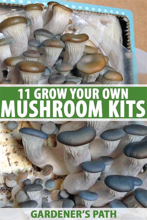 17 of the Top Mushroom Growing Kits for Home Gardeners