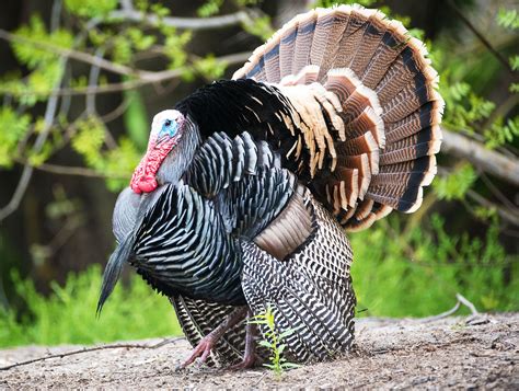 Uncovering the secrets of wild turkey nesting habits - Earth.com