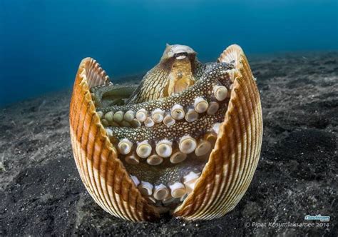 17 Best images about OCTOPUS HABITAT on Pinterest | List of animals ...