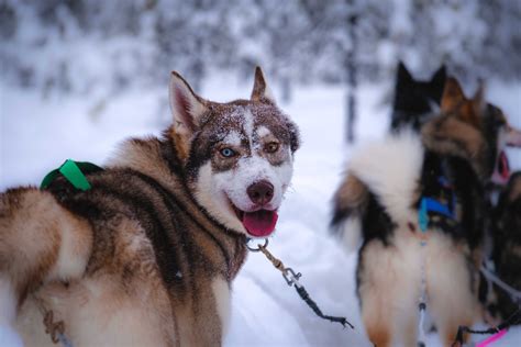 Swiss shepherd dog on snowy ground · Free Stock Photo