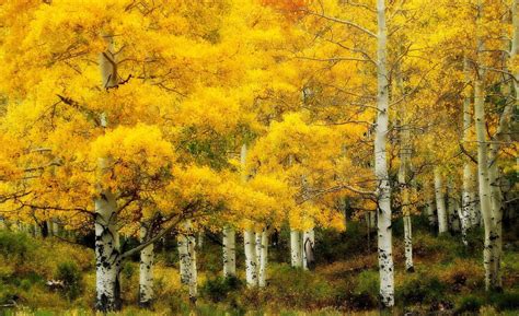 Birch Trees Autumn Wallpapers - Wallpaper Cave