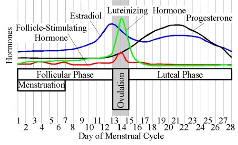 Ivf Follicle Size Growth Chart - Best Picture Of Chart Anyimage.Org