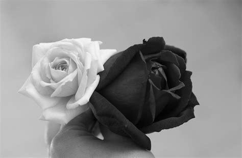 Black And White Roses - Cliparts.co