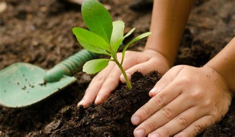 Plantar árboles no ayudará al medio ambiente - ExpokNews