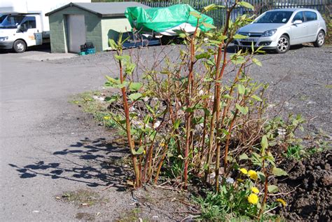 Invasive Alert! – Japanese Knotweed | Para Space : Para Space