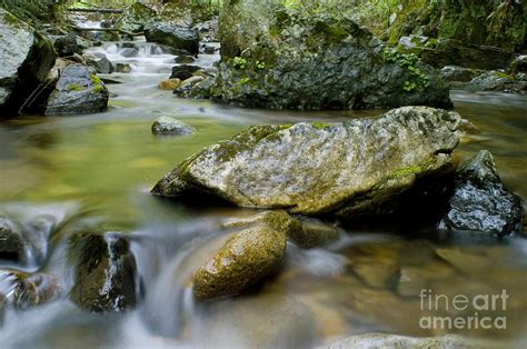 Japanese Giant Salamander Habitat Photograph by Dante Fenolio