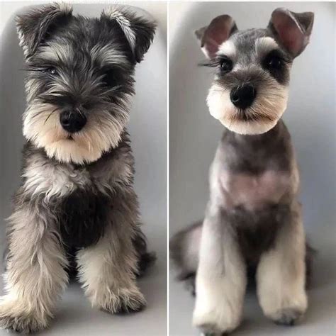 Schnauzer Haircuts - Top 23 Styles To Try Them Out Now - The Goody Pet ...