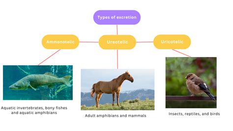 Ammonotelism- Excretion in Animals & Importance - 88Guru