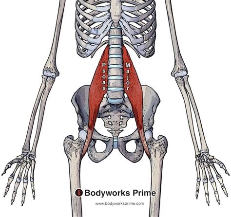 Psoas Major Muscle Anatomy - Bodyworks Prime