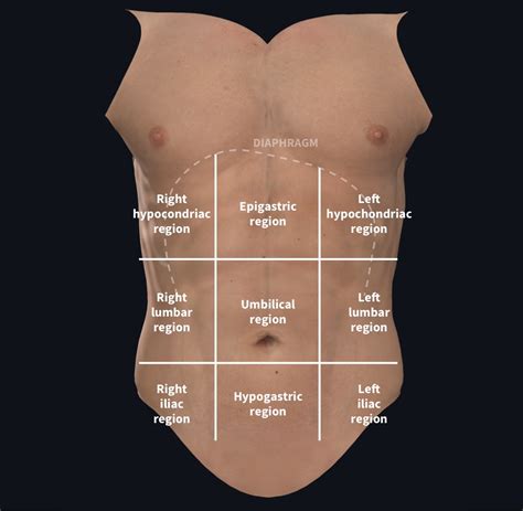 Abdominal Regions