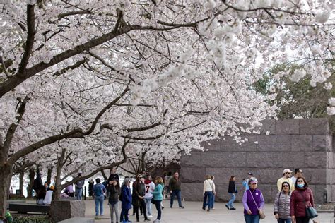 National Cherry Blossom Festival Parade 2024 - Corry Doralyn