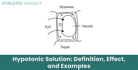 Hypotonic Solution: Definition, Effect, and Examples - Athletic Insight