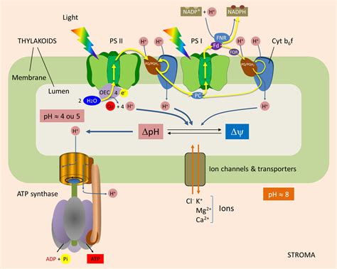 Diagram Of Atp Structure Adp, Atp And Cellular Respiration